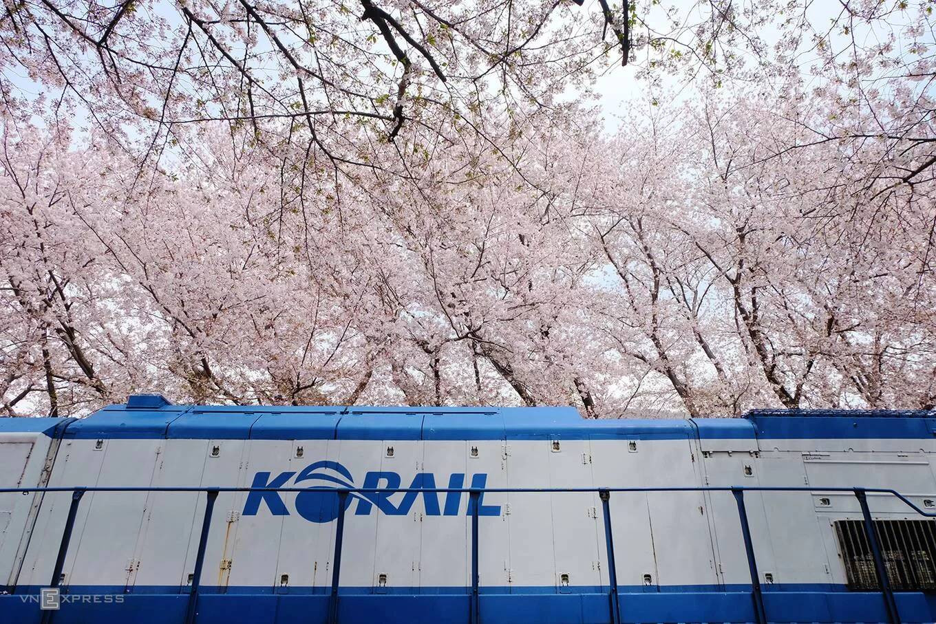 Mùa xuân ở Hàn Quốc thường bắt đầu từ cuối tháng hai và kéo dài cho đến hết tháng tư.