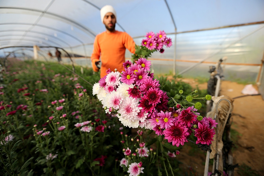 Thế giới chuẩn bị đón năm mới 2020 - Người trồng hoa ở thành phố Khan Younis, Palestine, phía nam Dải Gaza, chọn hoa để mang ra chợ bán phục vụ năm mới.