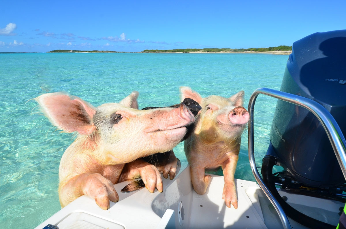 Hòn đảo nơi lợn biết bơi và xin ăn. Ảnh: The Islands Of The Bahamas.
