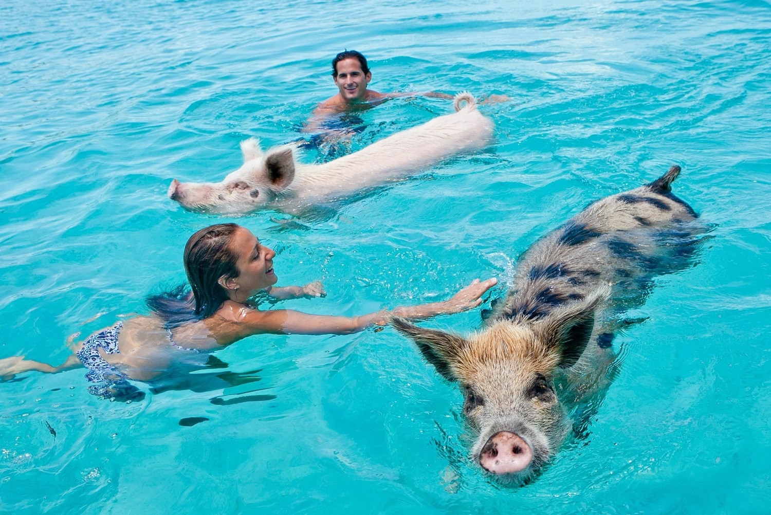 Hòn đảo nơi lợn biết bơi và xin ăn. Ảnh: Sandals Resort.