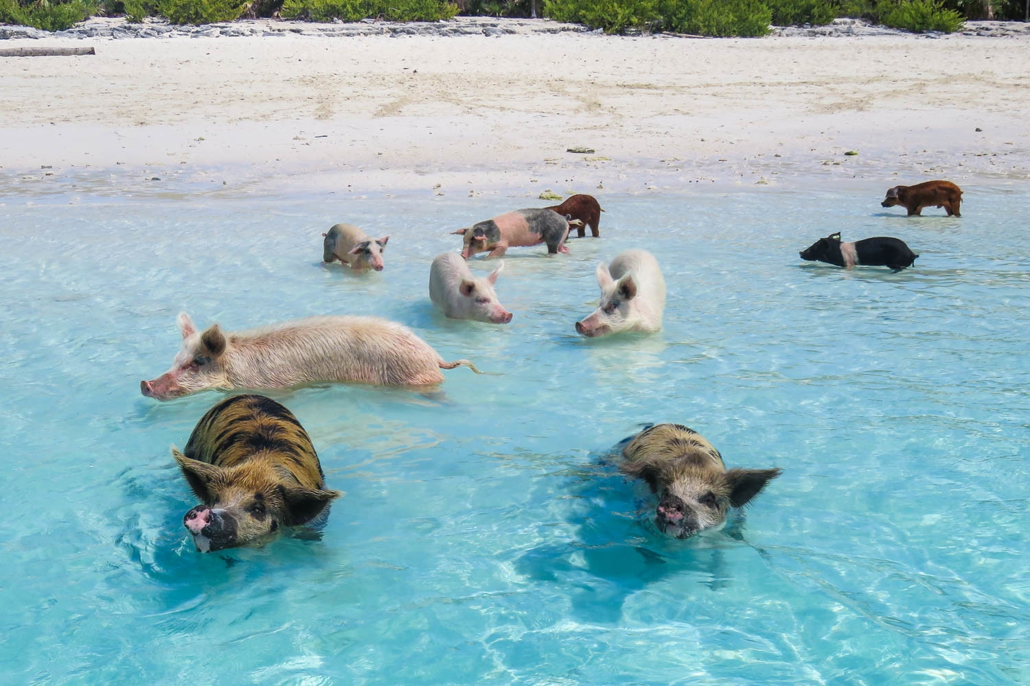 Hòn đảo nơi lợn biết bơi và xin ăn. Ảnh: Swimming With Pigs.