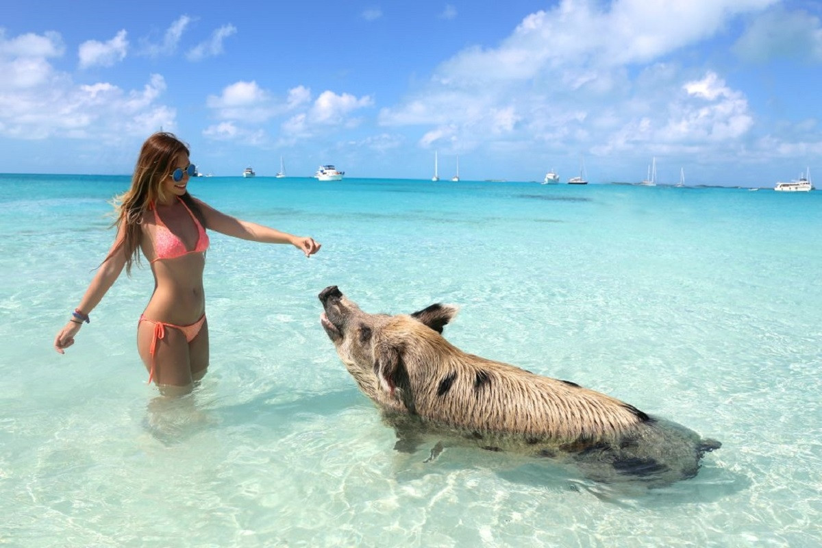 Hòn đảo nơi lợn biết bơi và xin ăn. Ảnh: Miss Everywhere.