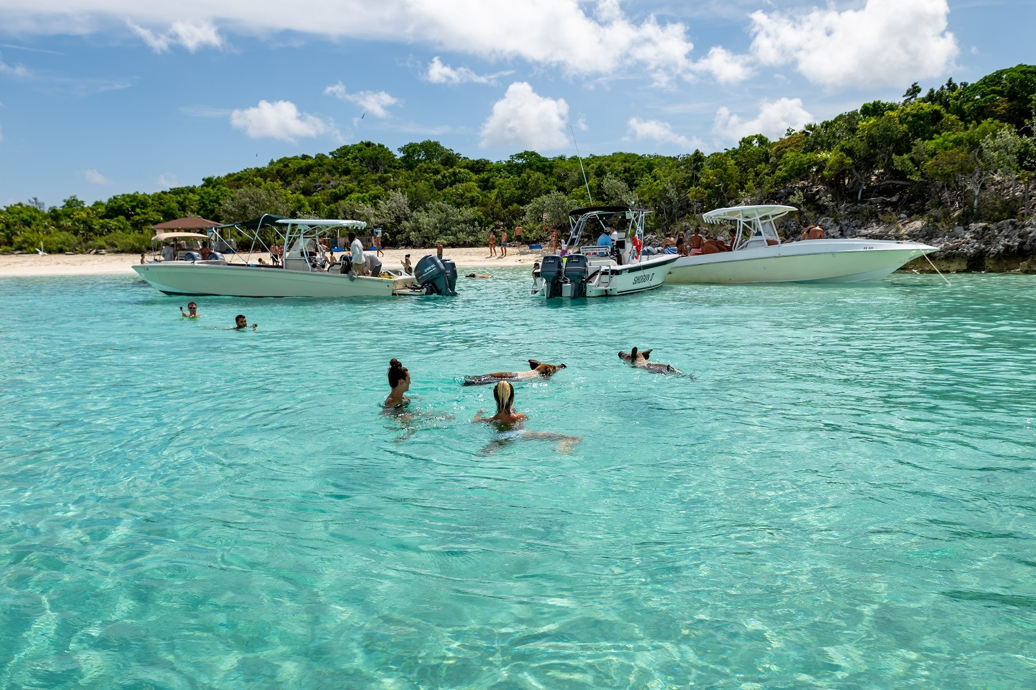 Hòn đảo nơi lợn biết bơi và xin ăn. Ảnh: Giongi63/Shutterstock.