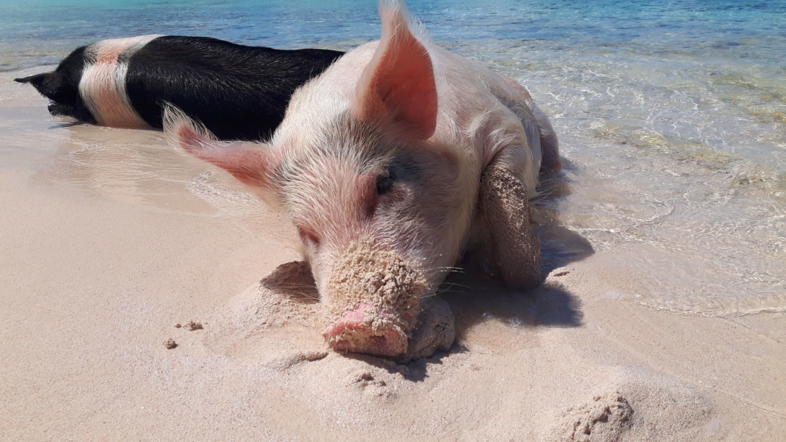 Hòn đảo nơi lợn biết bơi và xin ăn. Ảnh: Paradise Bay Bahamas.