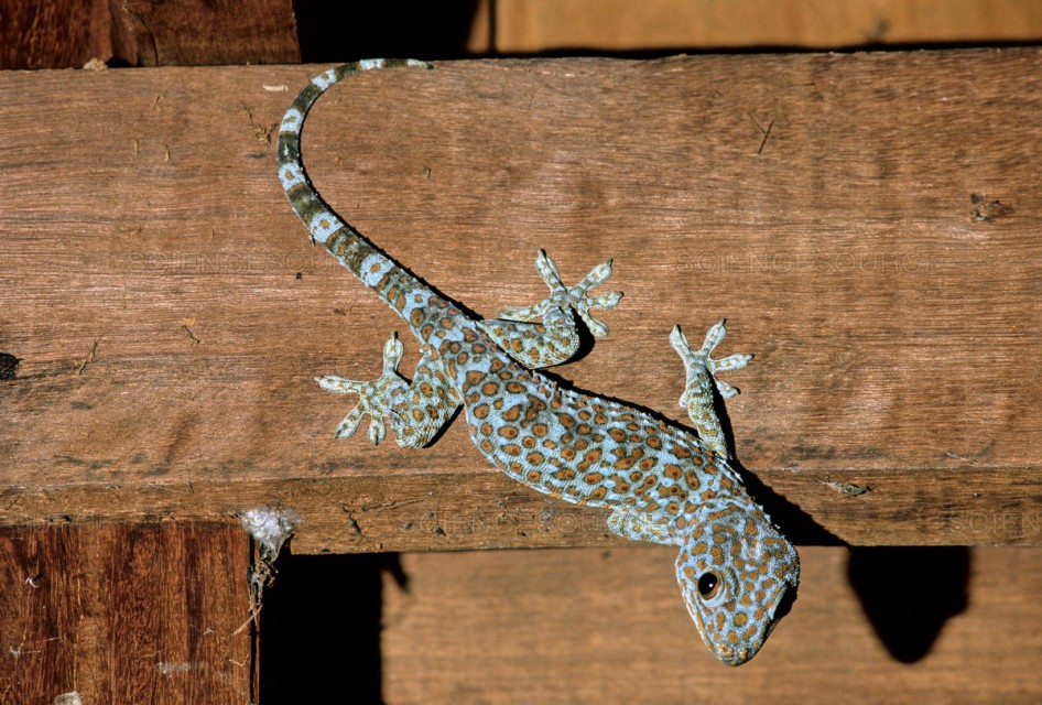 Người Campuchia có những tín ngưỡng và niềm tin riêng, có thể gây bất ngờ cho khách du lịch. Người dân tin rằng nếu một con tắc kè tokay ở trong phòng và kêu bảy lần trở lên là một điềm may. Nó có thể dự đoán ai đó sẽ kết hôn hay không. Đám cưới truyền thống tại Campuchia thường kéo dài 3 ngày. Ảnh: Science Source.