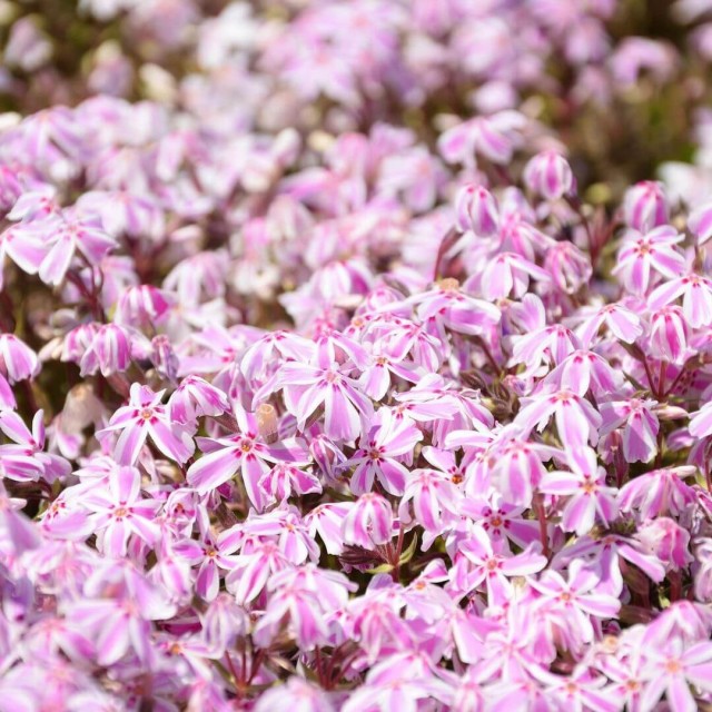 Khi nở hoa mang nhiều sắc hồng từ nhạt tới đậm và đặc biệt lúc rộ nhất có màu hồng khá giống hoa anh đào. Ảnh: @goodman.desu/IG